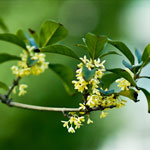 The fragrance of Osmanthus